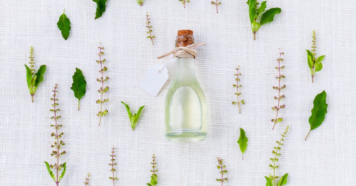 Huile essentielle d’angélique