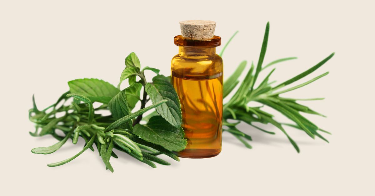 Huile essentielle de ravintsara