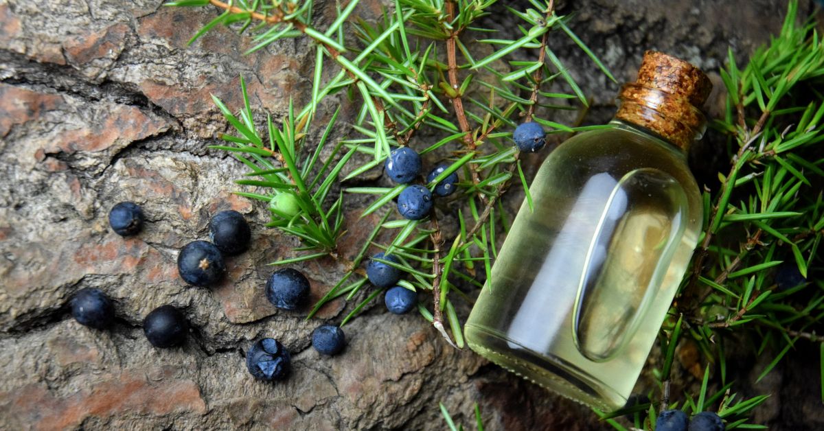 Huile essentielle de genévrier