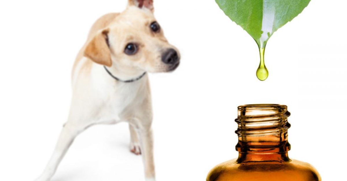 Les huiles essentielles pour les animaux : Précautions et bienfaits