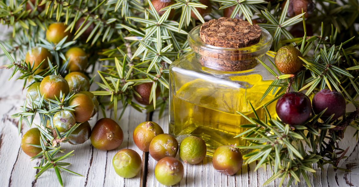 Juniper Berry Essential Oil