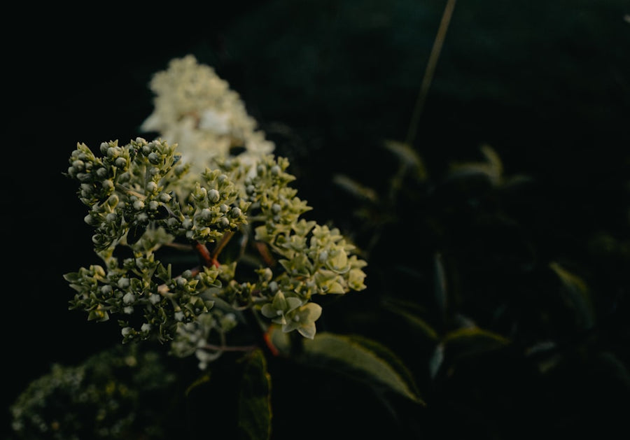 Ambient Fragrances Benefits