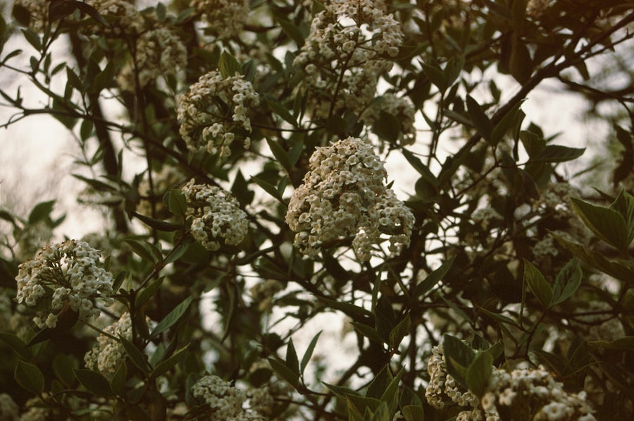 Ambient Fragrances Mood Influence