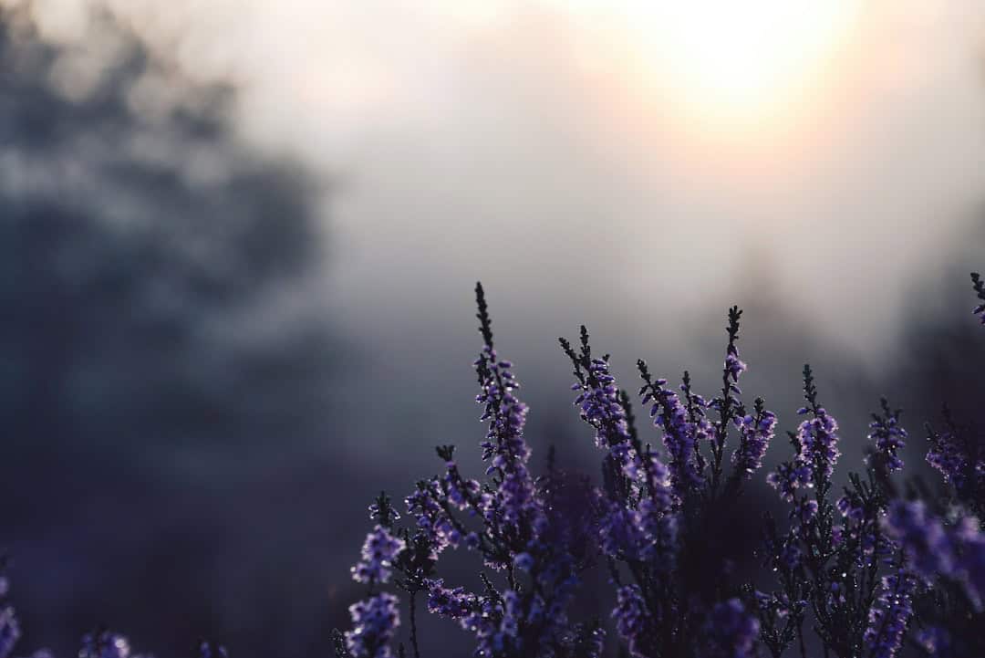 Integrating Aromatherapy Daily