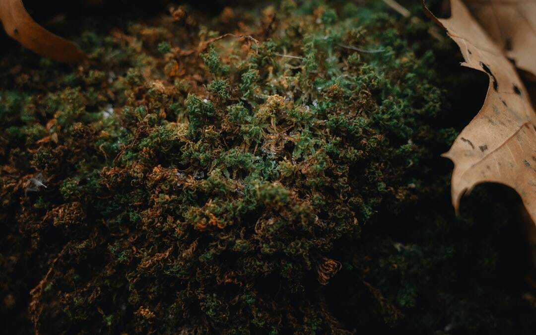 Best Plants for Sleep