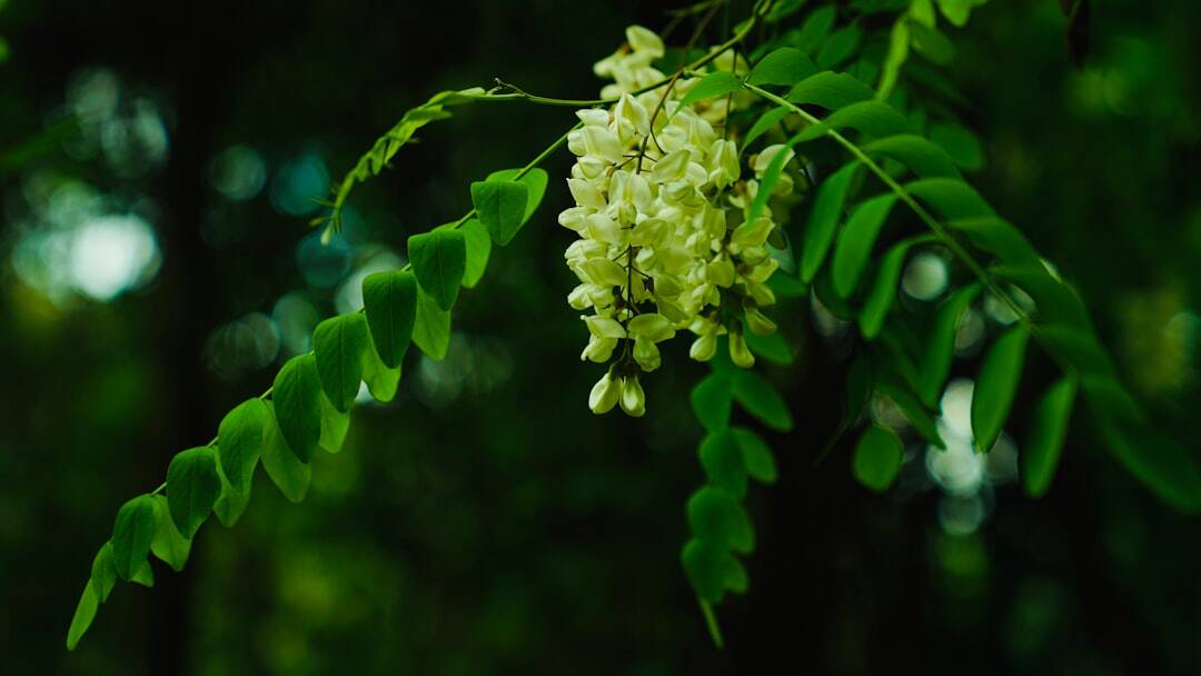 Natural Home Fragrance Oils