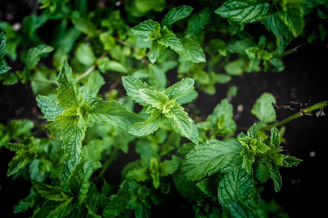 Plants Boost Immune System