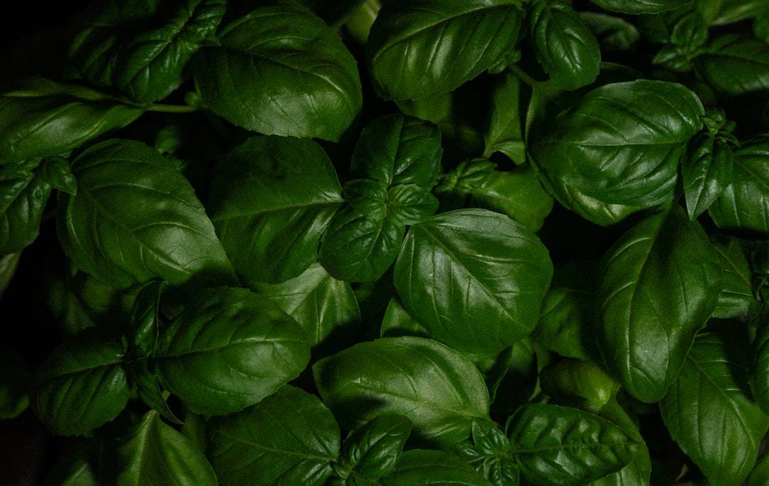 Holy Basil Essential Oil