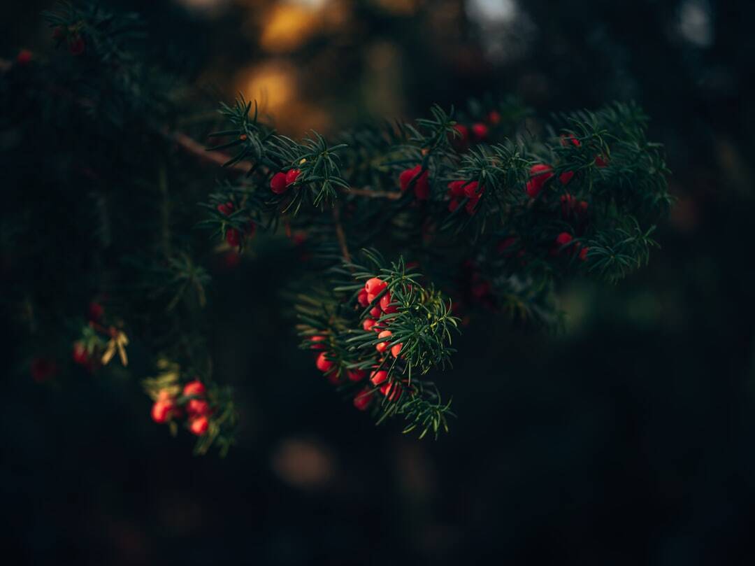 Seasonal Home Fragrances