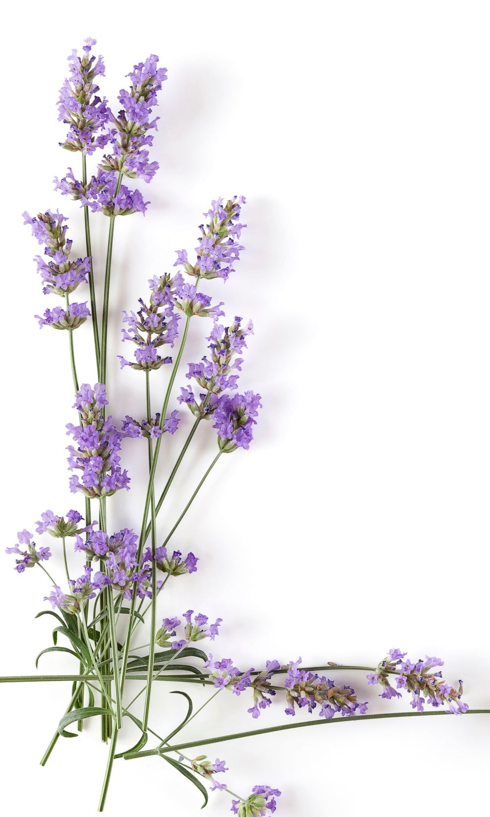 Lavendel Provençal: Set mit 10 getrockneten Lavendelsäckchen
