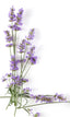 Provencal Lavender: Set of 9 Sachets of dried lavender