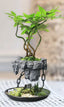 Levitation-Bonsai-Topf für Zimmerpflanzen – Baum