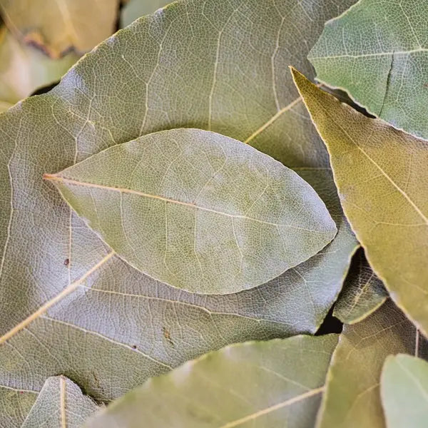 ORGANIC BAY LEAF INFUSION FRANCE 30G