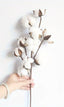 Bouquet of Eternal Cotton Branches