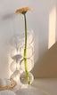 Hydroponic Glass Floral Vase