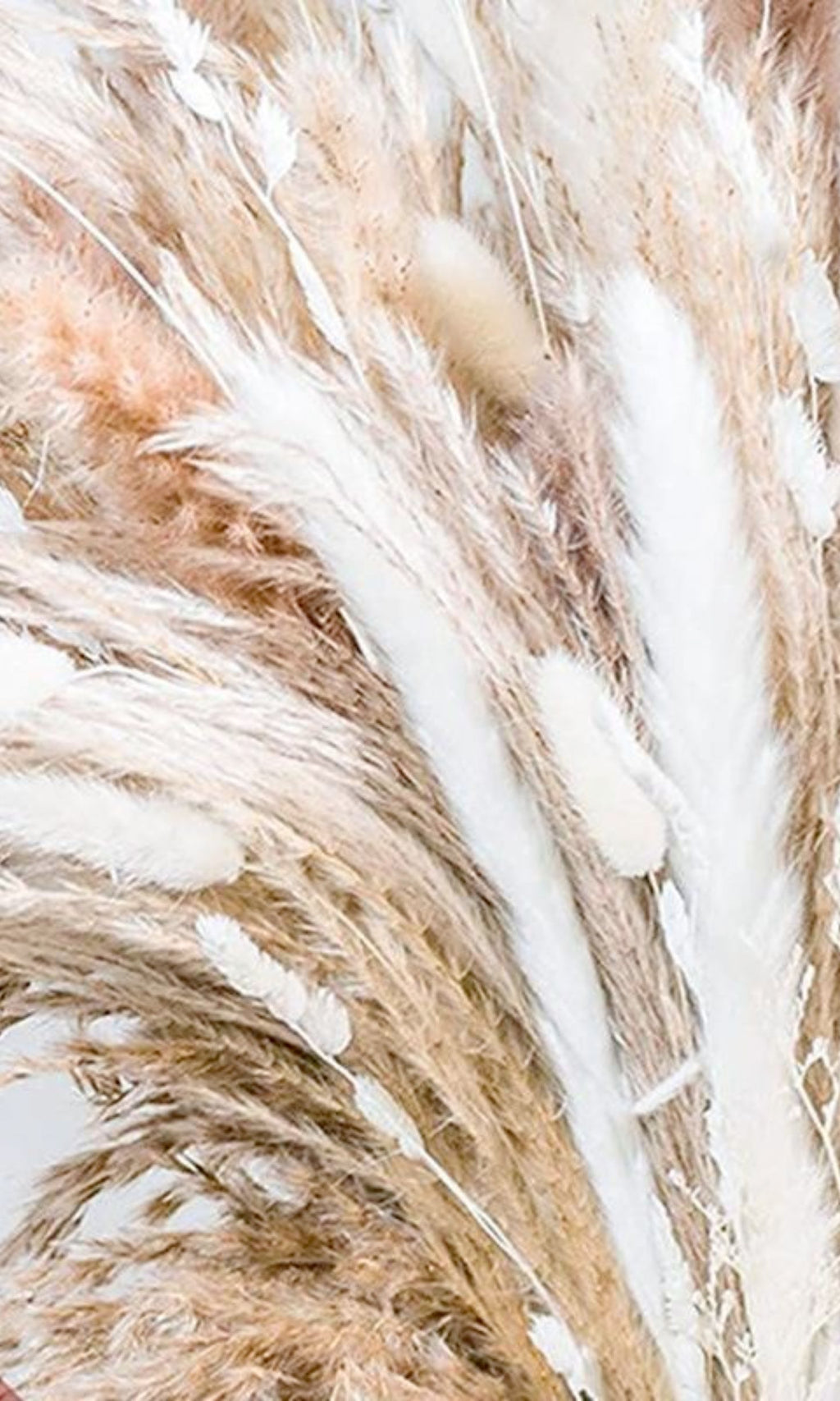 Bouquet de 50 Herbes de Pampa Séchées