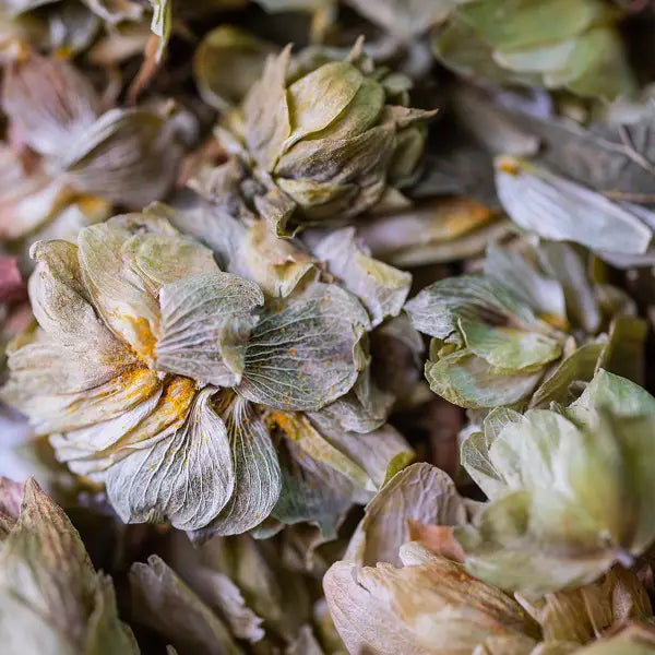 ORGANIC HOP INFUSION CONE 25G