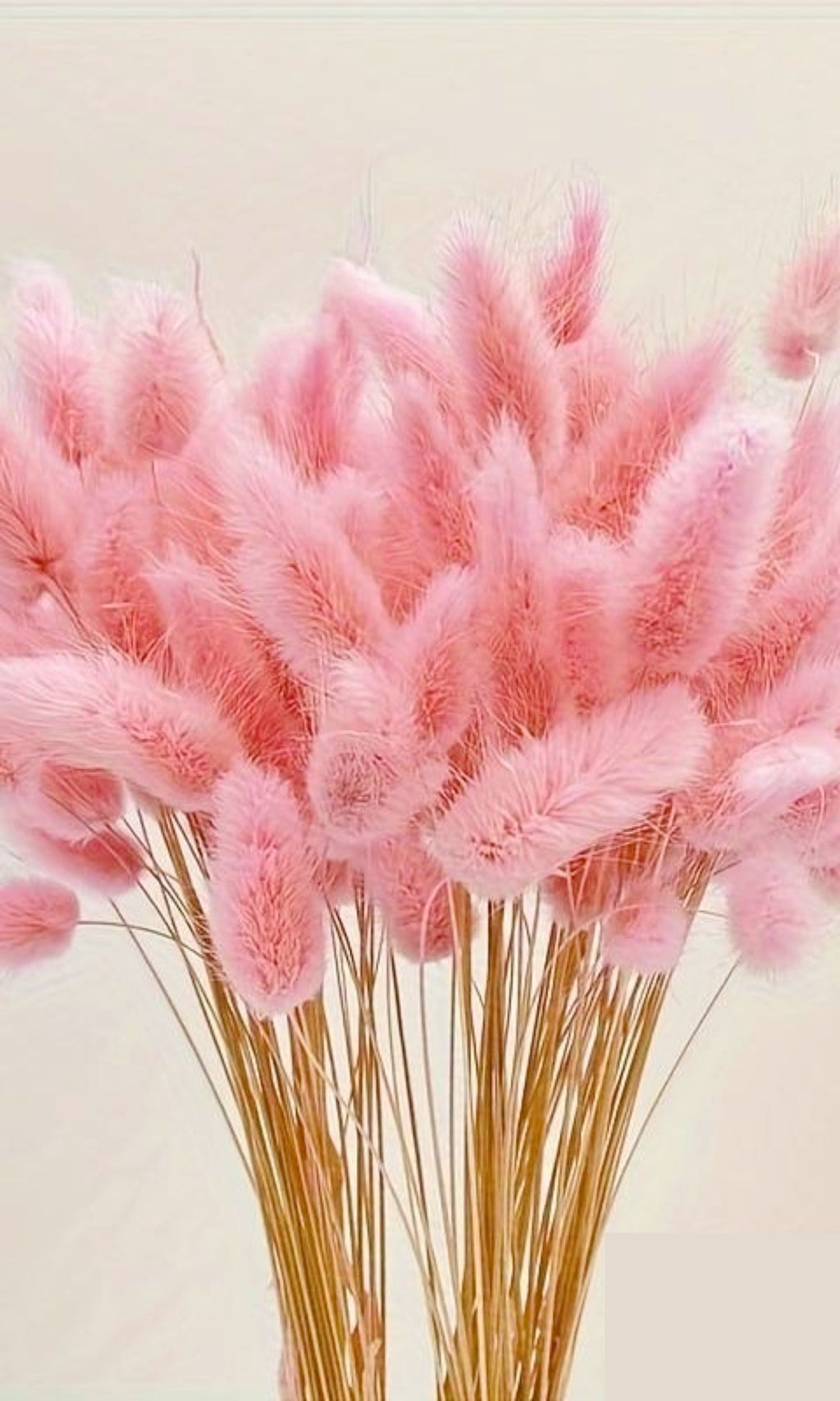 Bündel rosa getrocknetes Kaninchenschwanzgras