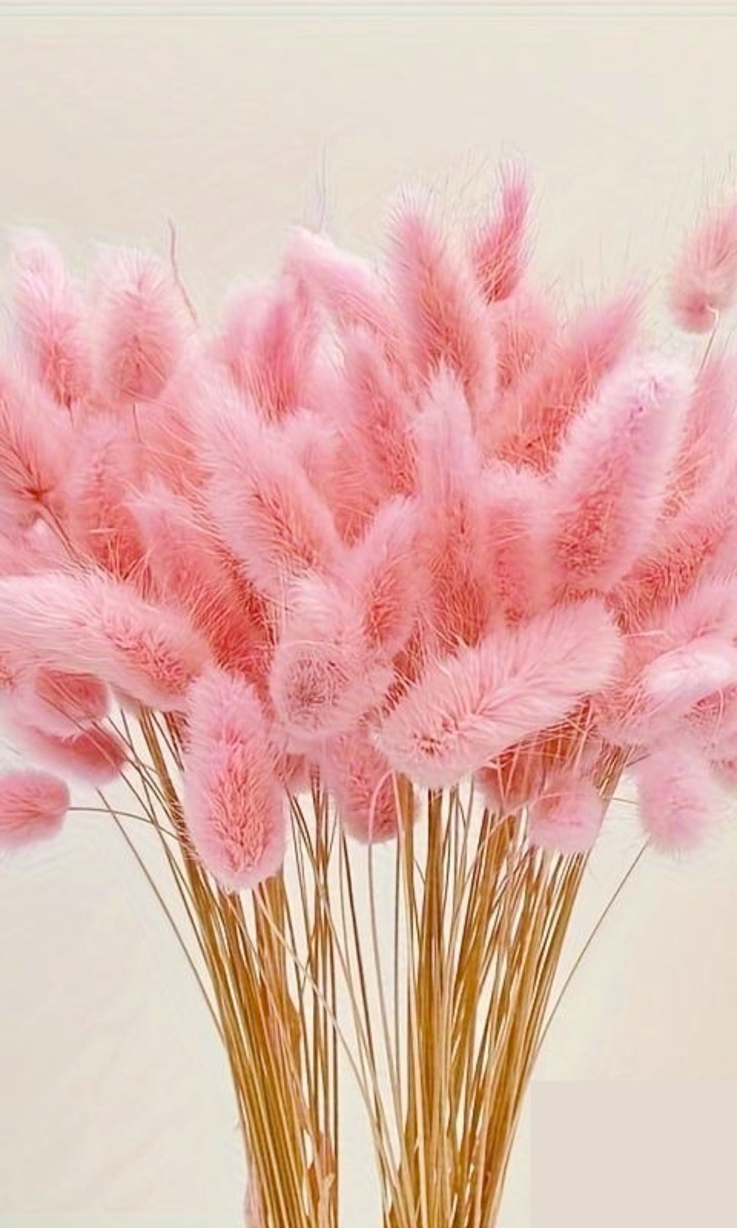 Bündel rosa getrocknetes Kaninchenschwanzgras
