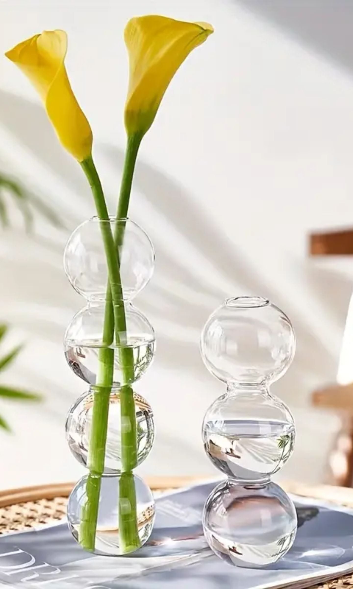 Vase Floral Hydroponique en Verre