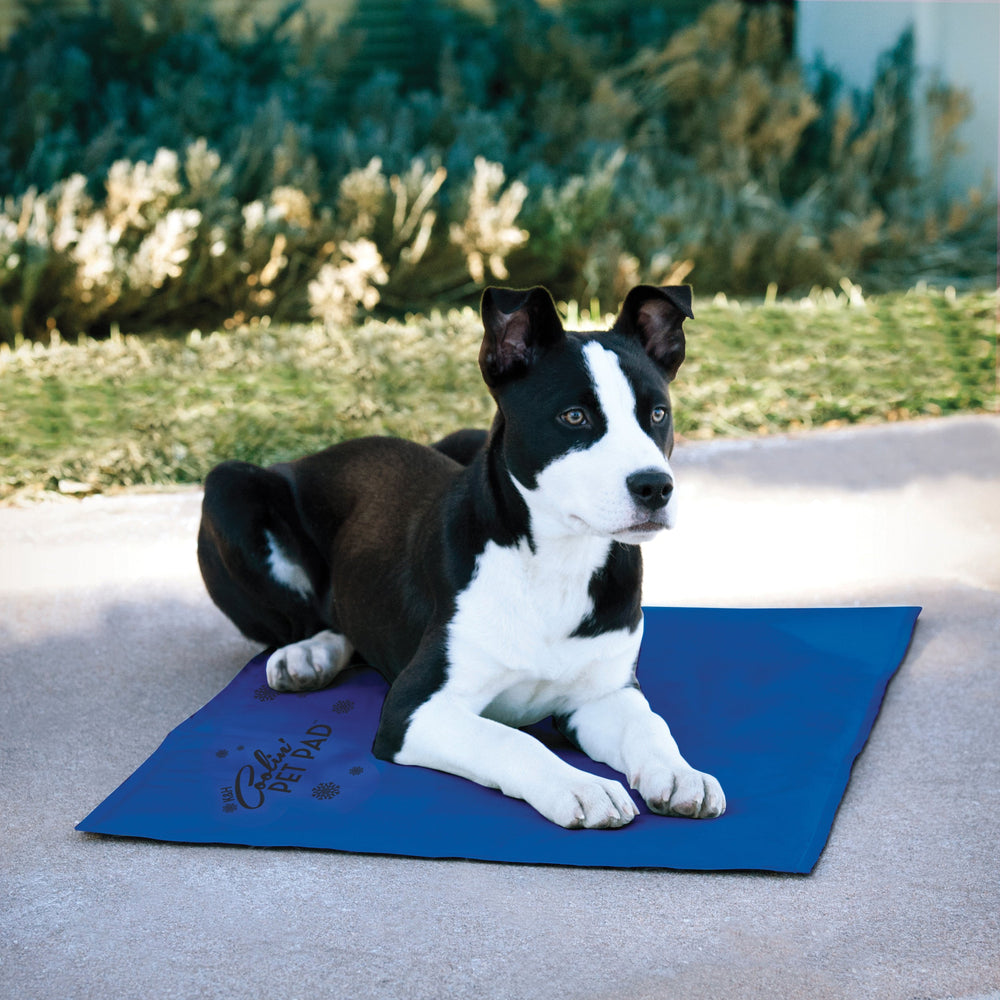 Coussin de voyage rafraîchissant pour chien
