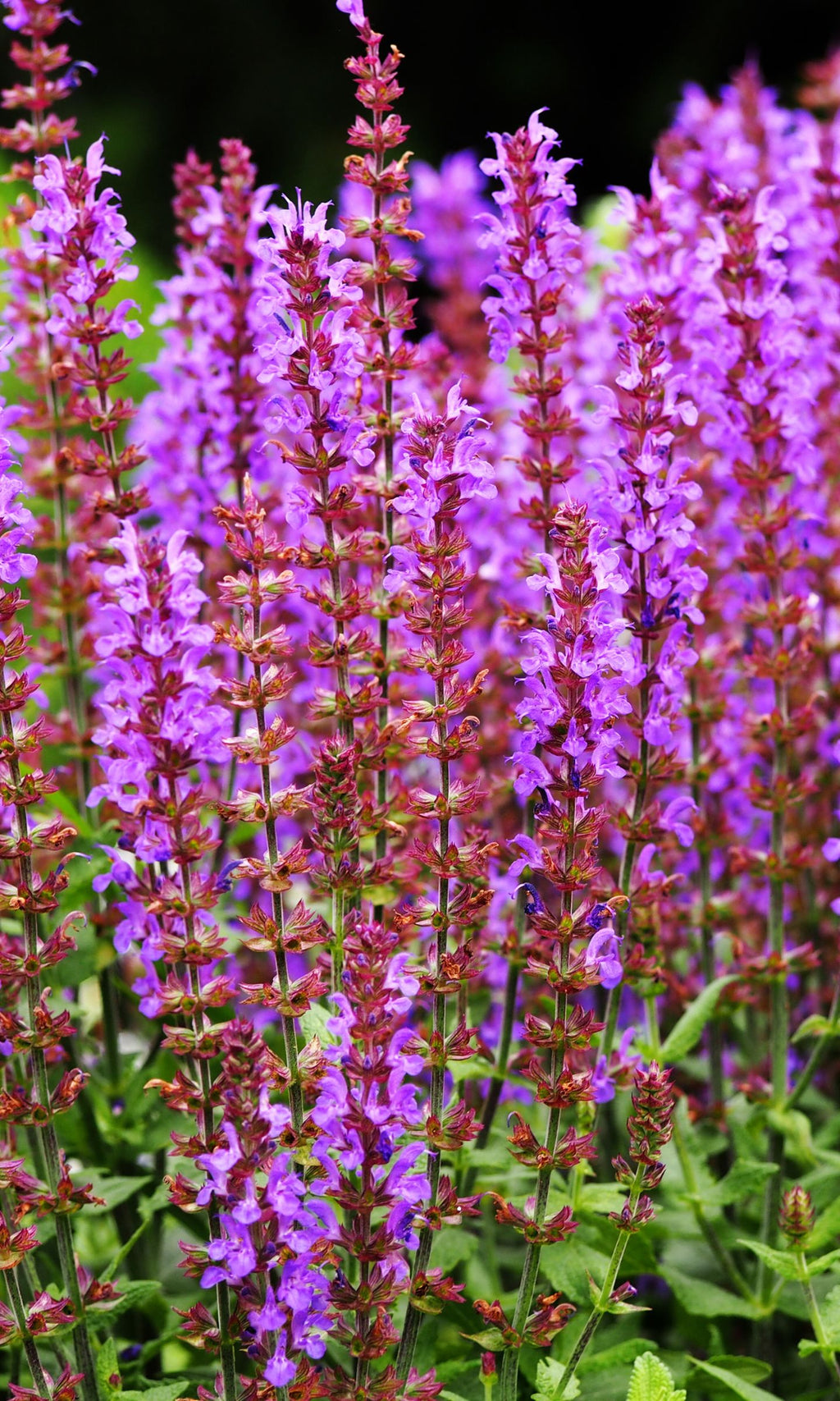 Huile Essentielle de Sauge Sclarée 20 ml –  Céven'Arômes