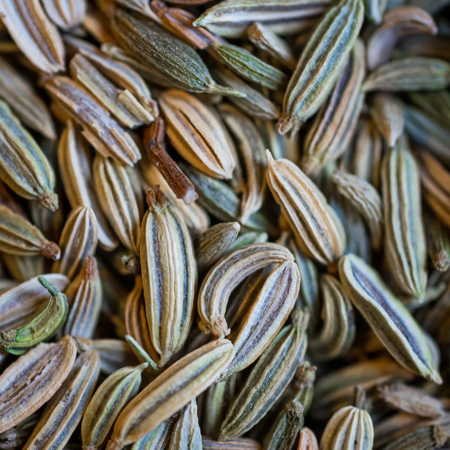 Organic Fennel Seed Infusion 50g – A Digestive and Soothing Infusion 