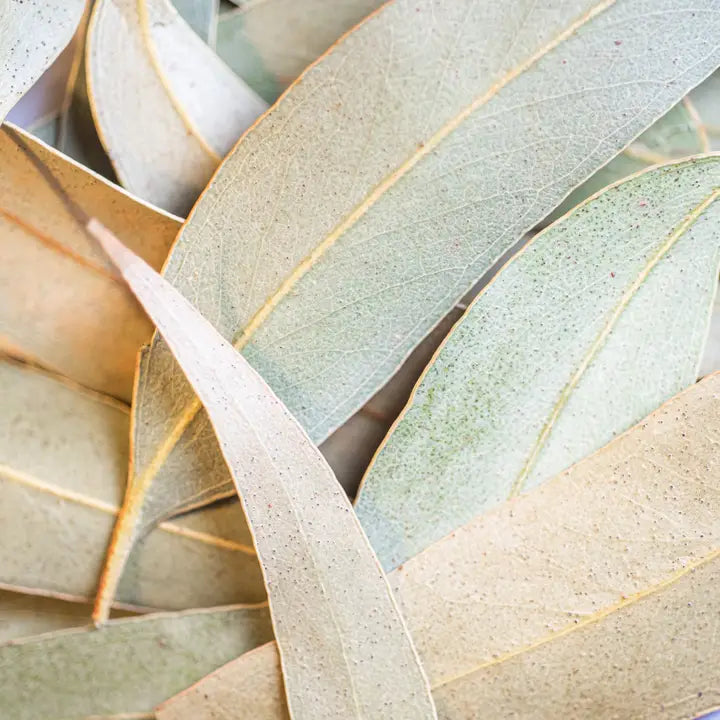 Eucalyptus leaf infusion - 30G 