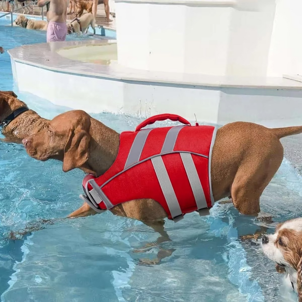 Gilet de Sauvetage pour Chiens – Natation et Sécurité