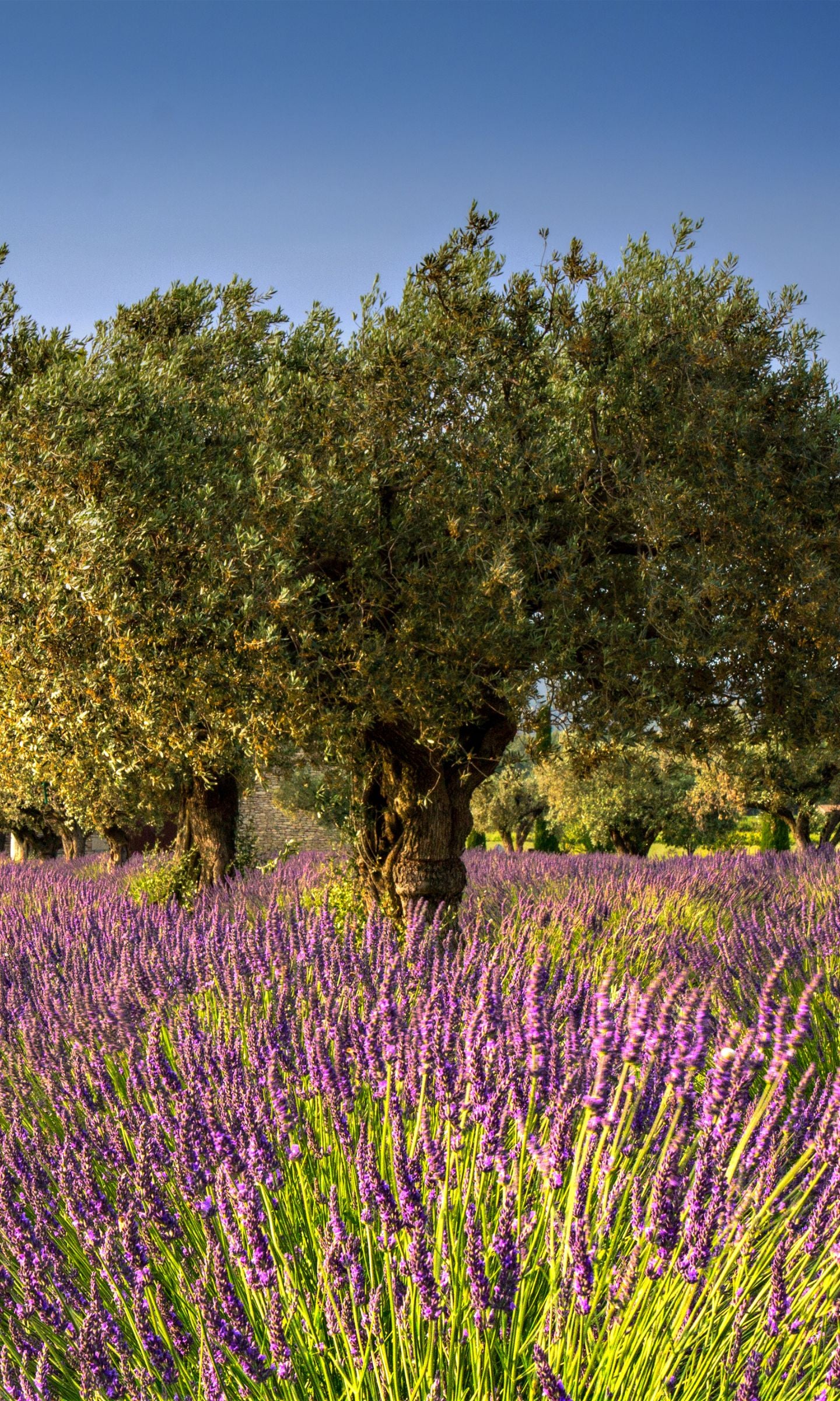 Brume d'Oreiller - Lavande-Olive - Savonnerie de Bormes