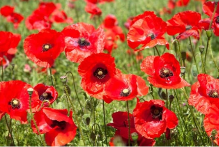 Eau de toilette - Fleur de Coquelicot - 100 ml - Savonnerie de Bormes