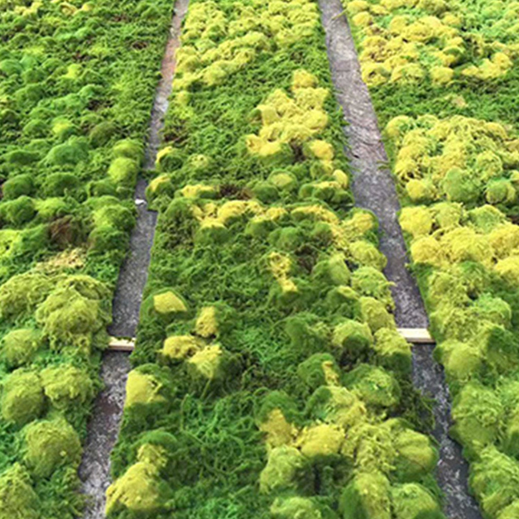 Konserviertes Moos Wanddekor