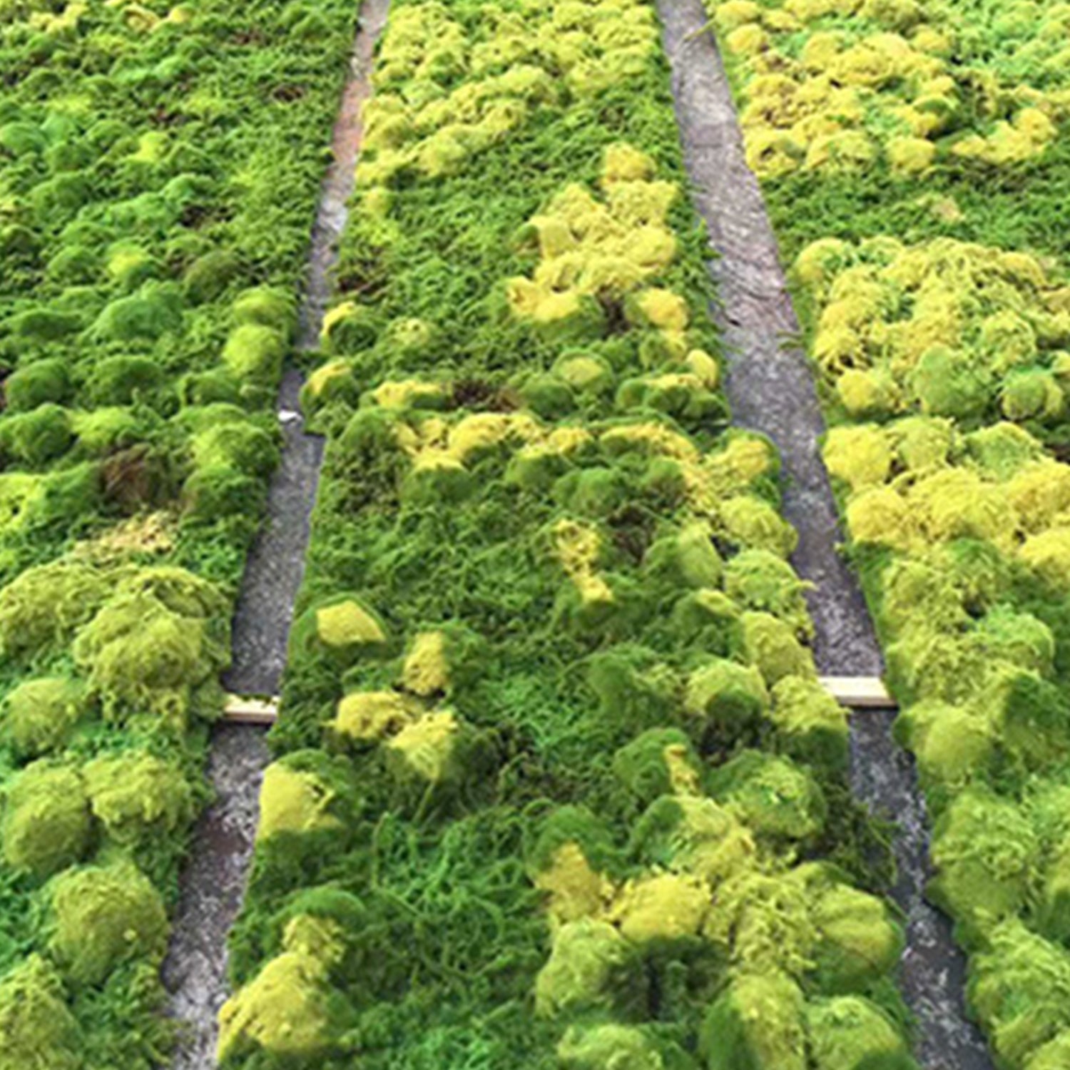 Konserviertes Moos Wanddekor