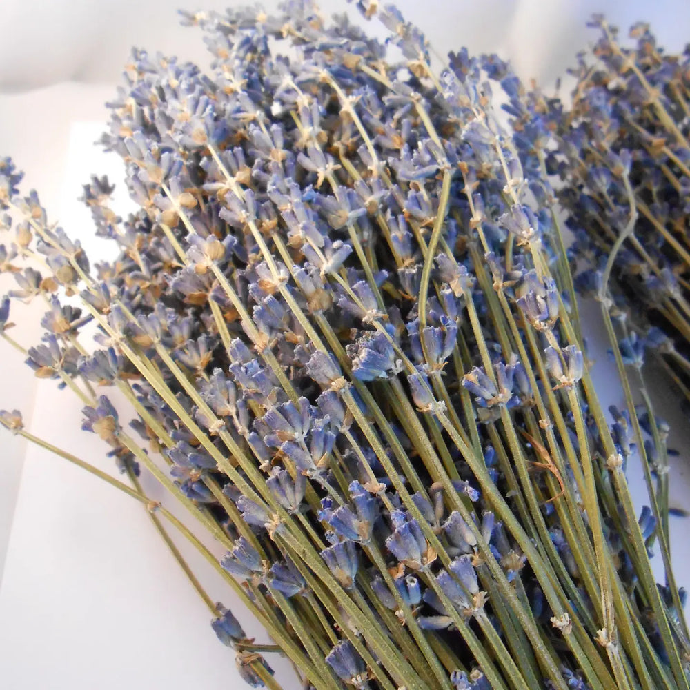 Bouquet of Lavender France