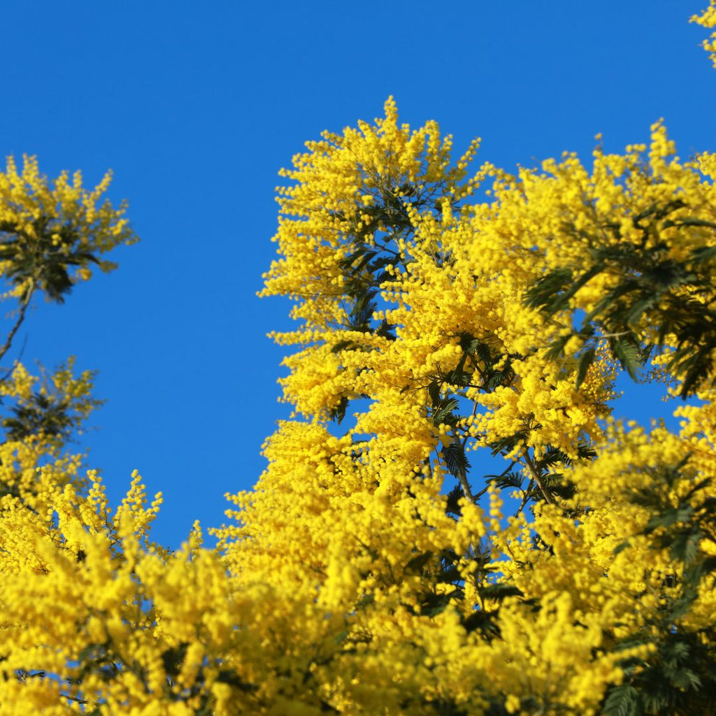 Eau de toilette - Mimosa - 100 ml - Savonnerie de Bormes