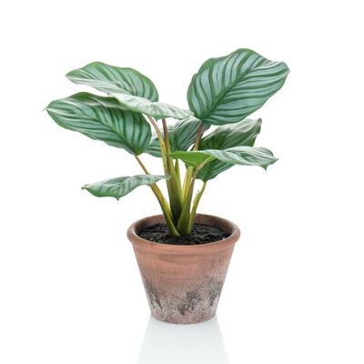 Artificial Calathea Orbifolia Terra Plant 32 cm in Pot