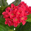 Hortensia Artificiel avec Pot - Rouge (60 cm)