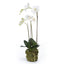 Orchidée Phalaenopsis Artificielle - 70 cm Blanc