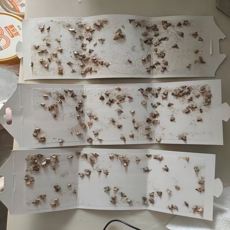 Lot de 12 pièges anti-mites alimentaires