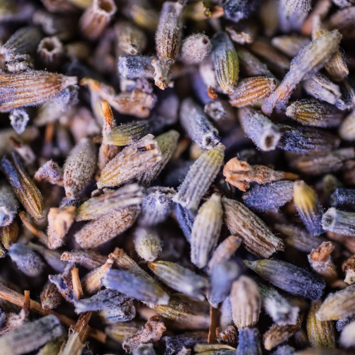 Infusion Lavande Bio Fleur France 50g – Relaxation et Bien-être Naturel