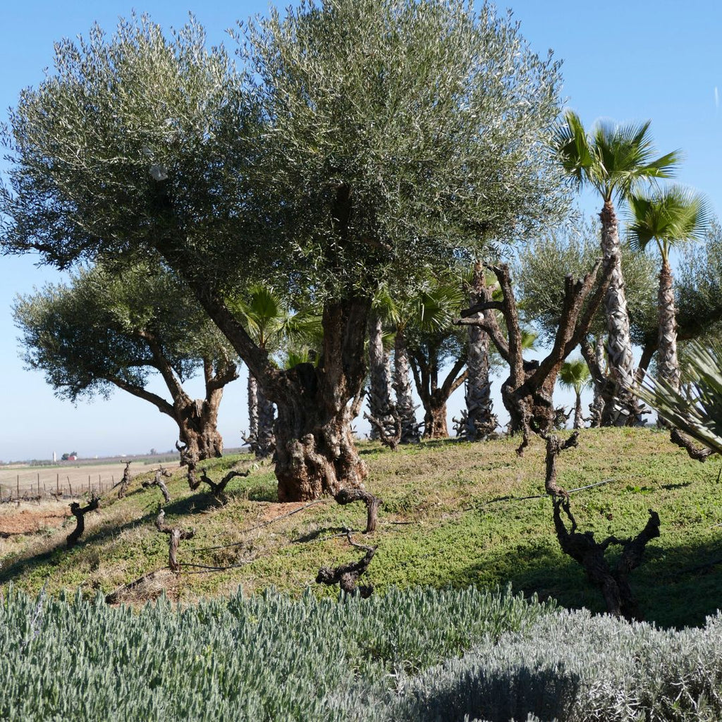 Eau de Toilette Lavande 100ml – Savonnerie de Bormes