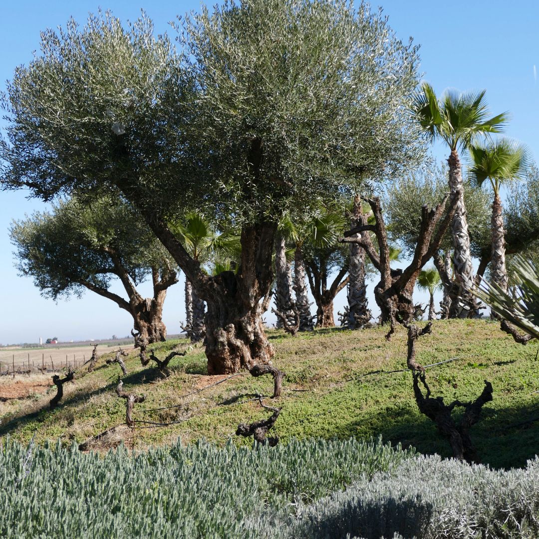 Eau de Toilette Lavande 100ml – Savonnerie de Bormes