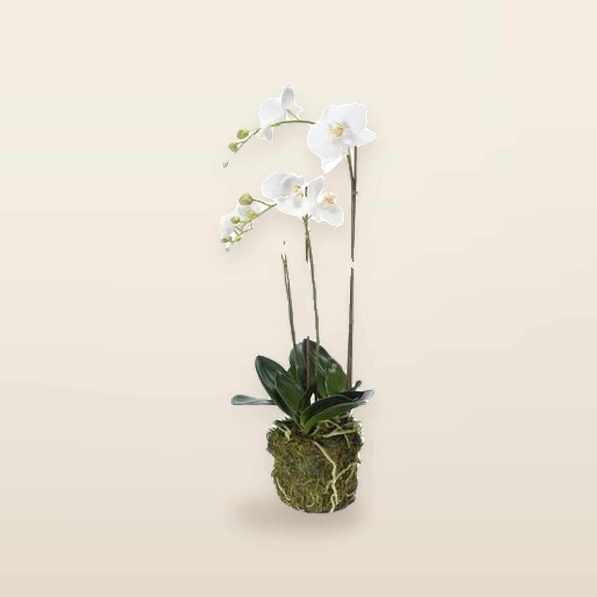 Artificial Phalaenopsis Orchid - 70 cm White