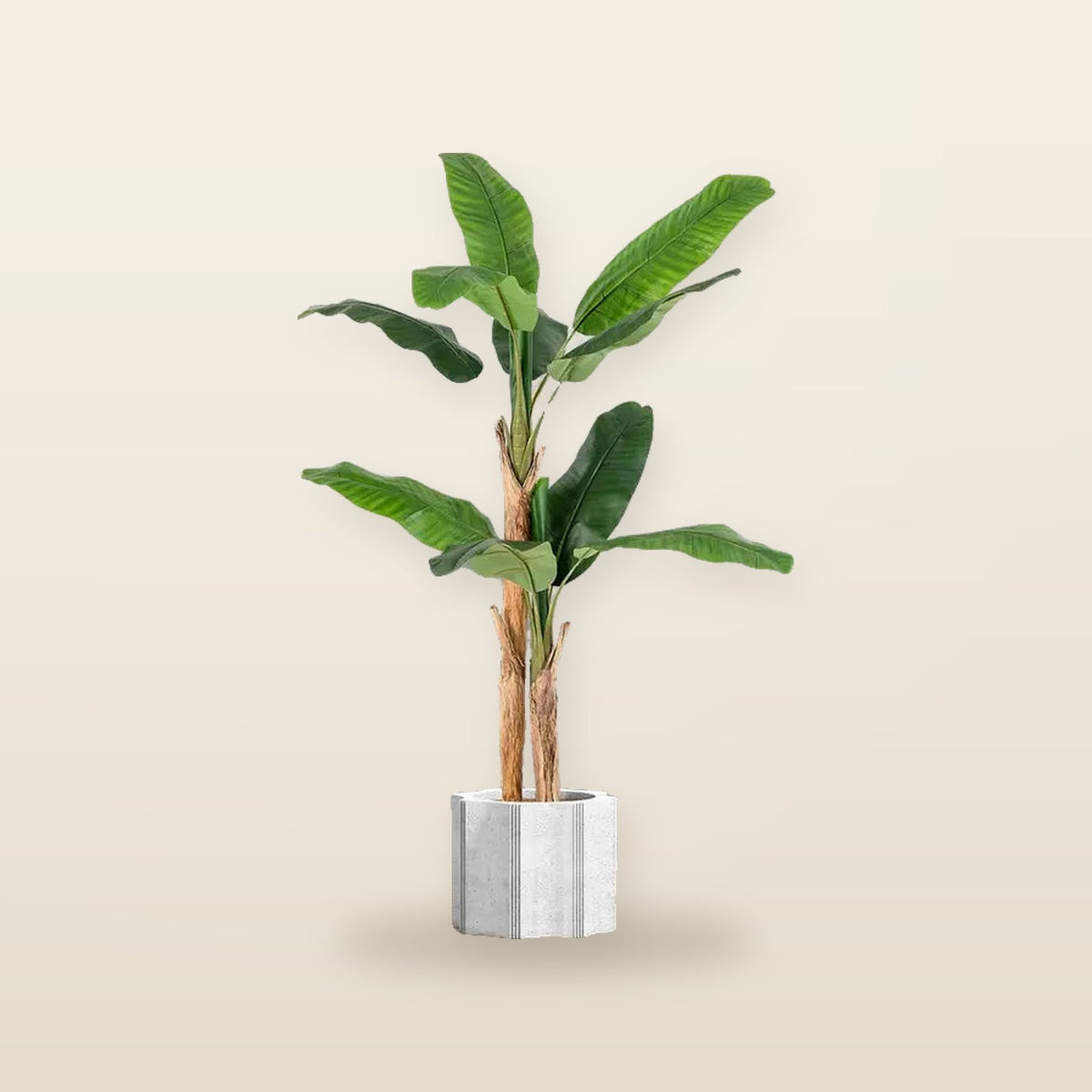 Artificial Banana Plant - Height 165 cm