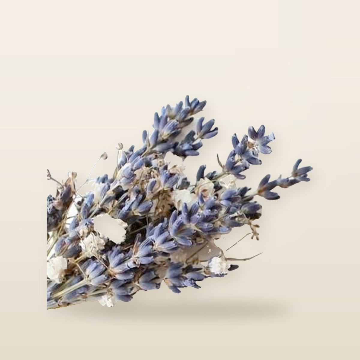 Lavender &amp; Gypsophila Bouquet Natural Dried Scented Flowers