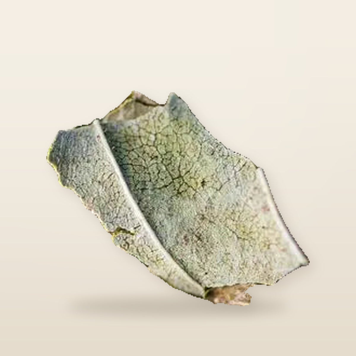 Infusion Frêne Bio Feuille 40 g