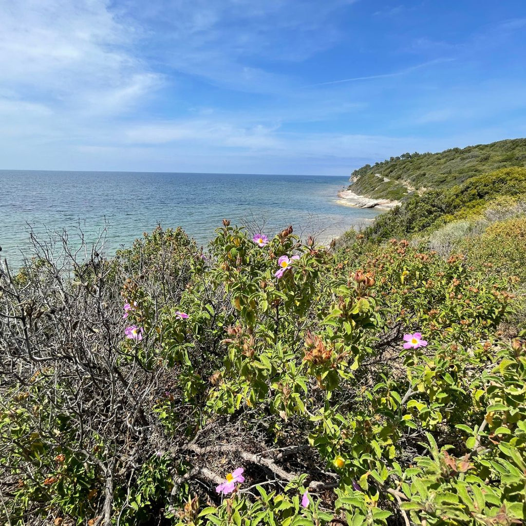 Lait corporel aux huiles essentielles 250 ml