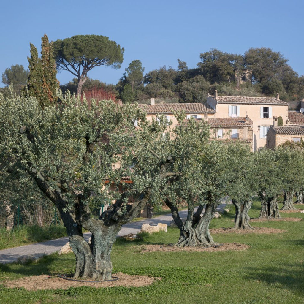 Lait corporel aux huiles essentielles 250 ml