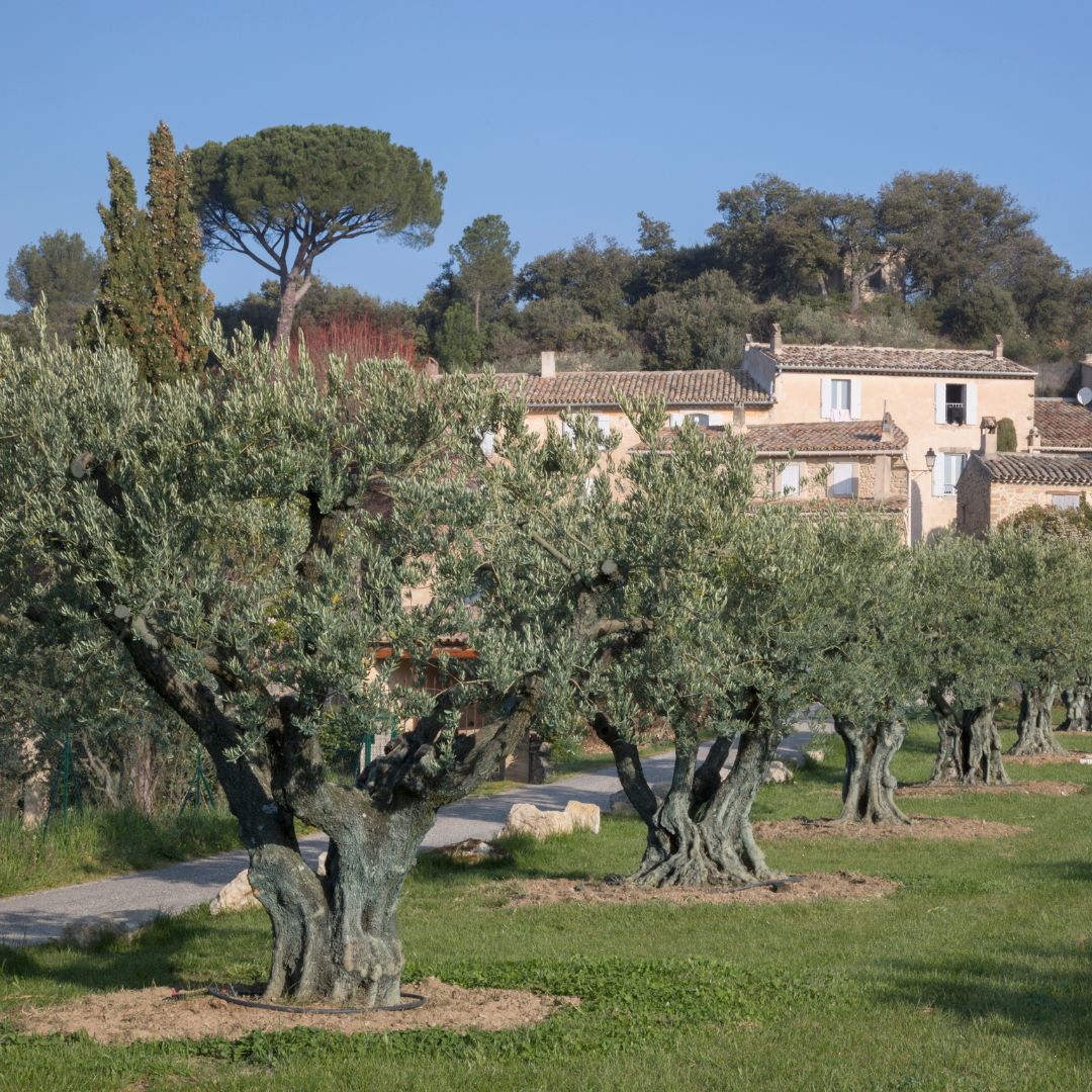 Lait corporel aux huiles essentielles 250 ml